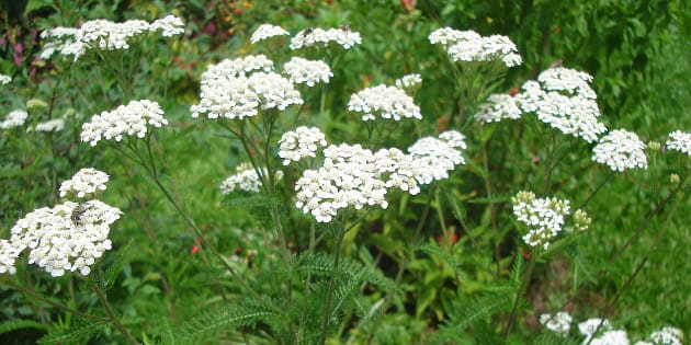achillea
